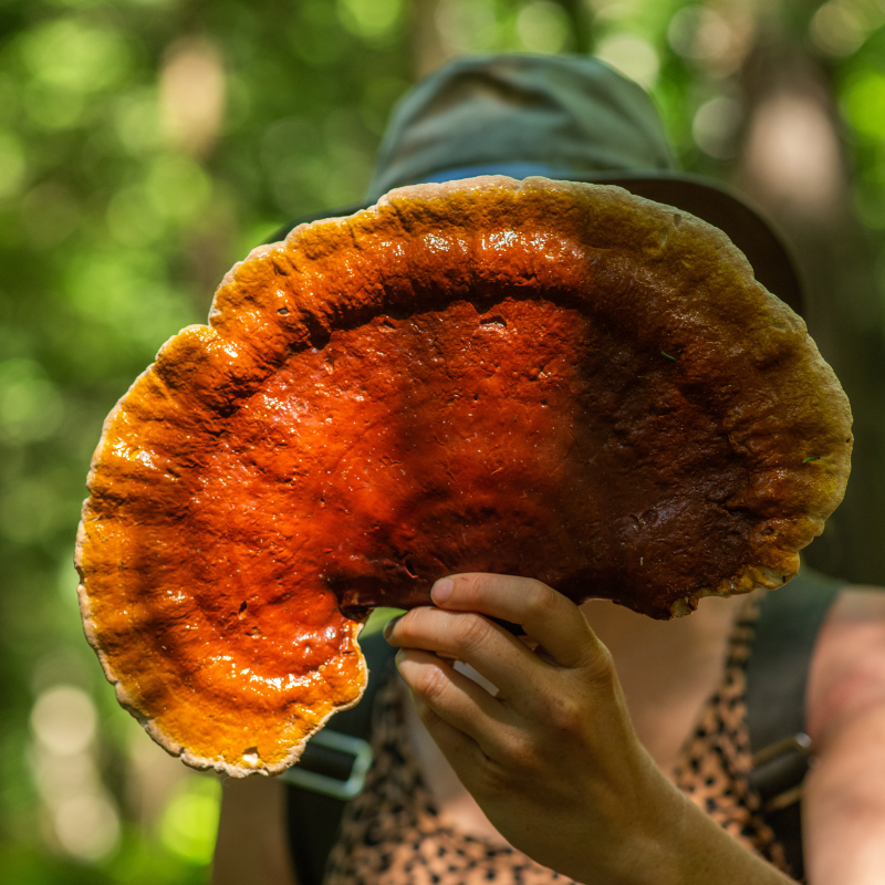 Get To Know: Fruiting Reishi Mushroom Extract