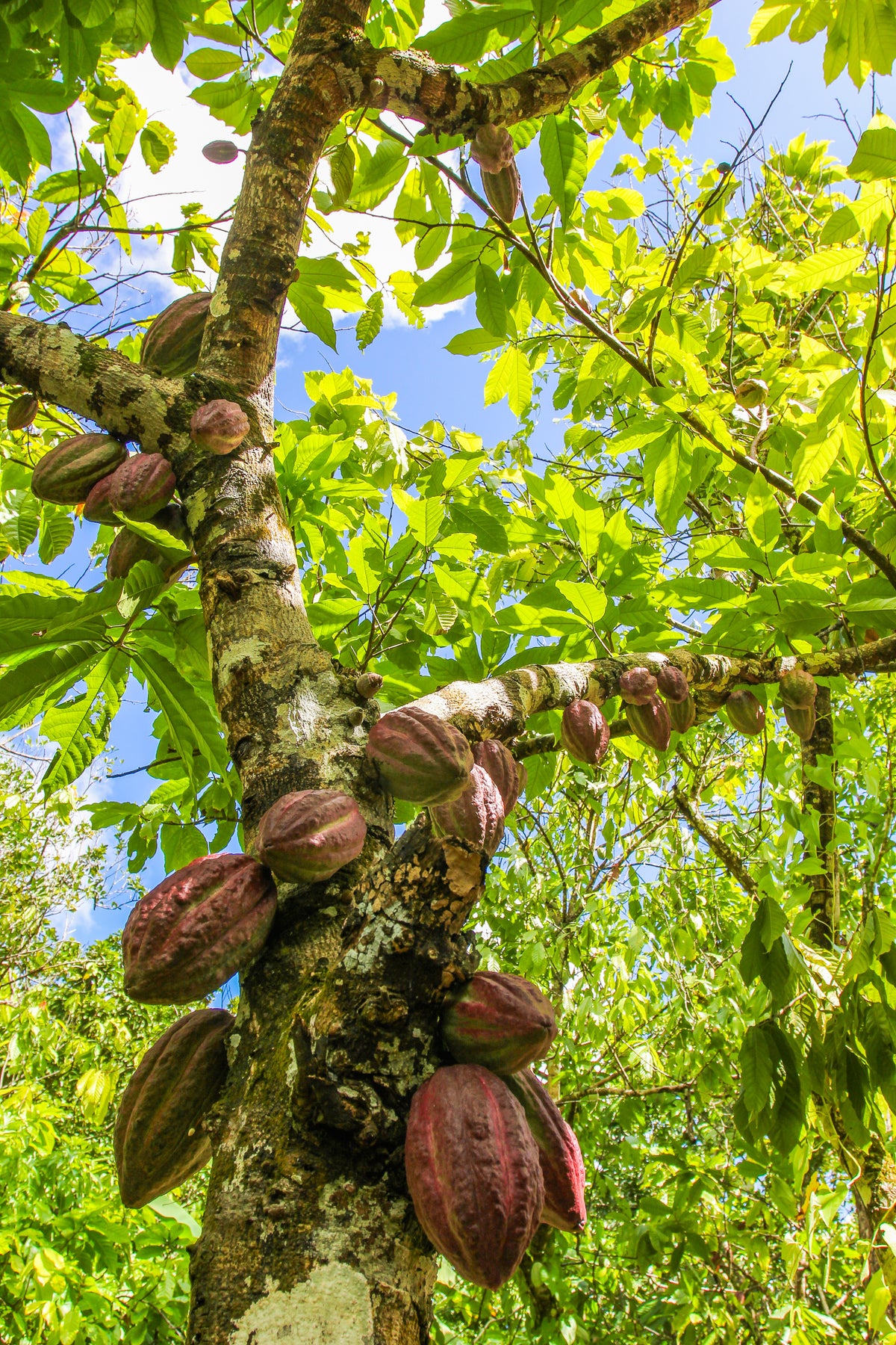 Get To Know: Organic Cacao Powder