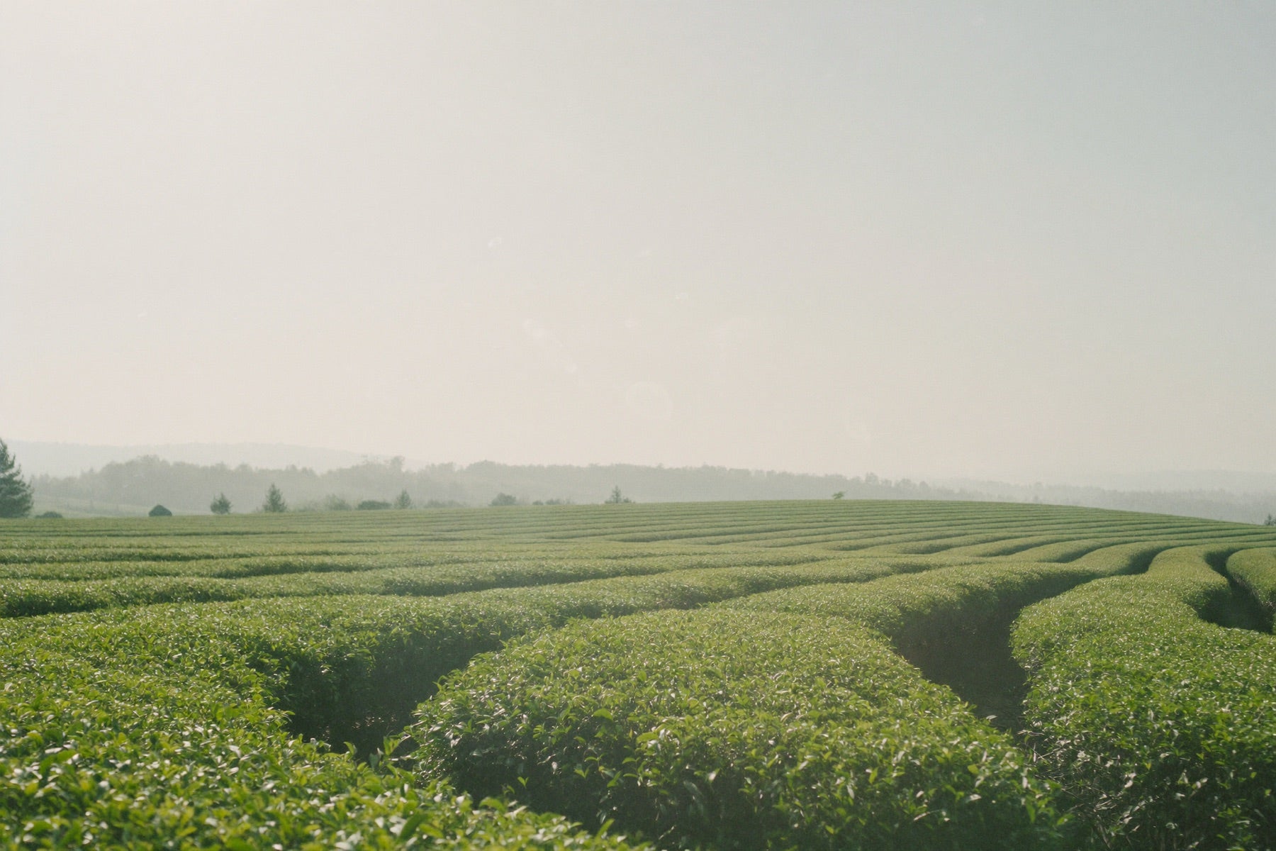 Tea fields in soft morning mist, Uji, Japan